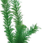 Artificial plant - Egeria 34 cm