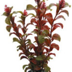 Artificial plant - Rotala (16cm)
