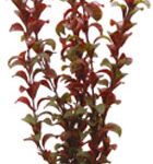 Artificial plant - Rotala (30cm)