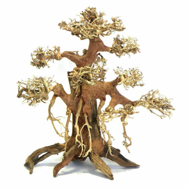 [BOX OF 6 PCS] Banyan Bonsai Wood Medium 30×30×15cm