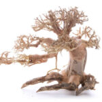 Bonsai Wood - Medium Small / 25x20x15CM / box