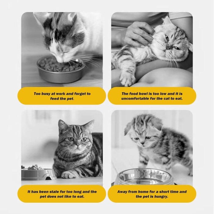 CatFeed6