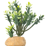 Euphorbia 15 x 7 x 17 cm