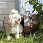 Transport and installation of pet basins