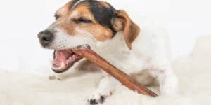 Healthy Chews for Dogs 11zon