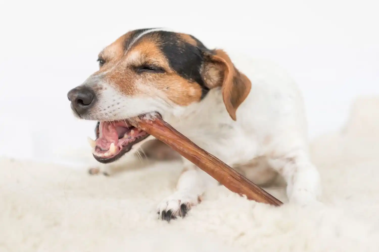 Healthy Chews for Dogs 11zon