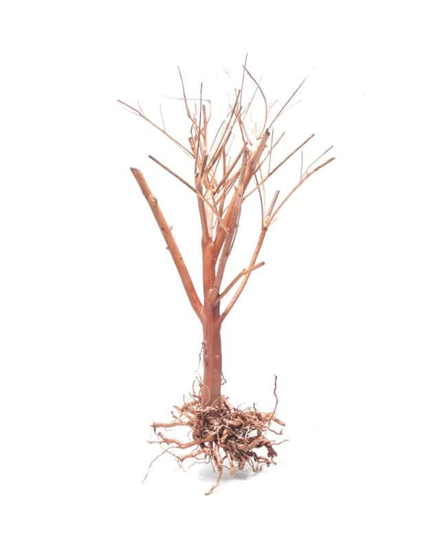[BOX OF 60 PCS] Photinia Wood Small 15-25cm