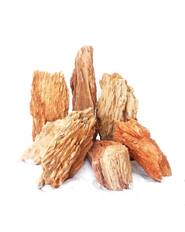 [BOX OF 17 PCS] Red Wood Fossil Small 12-18cm