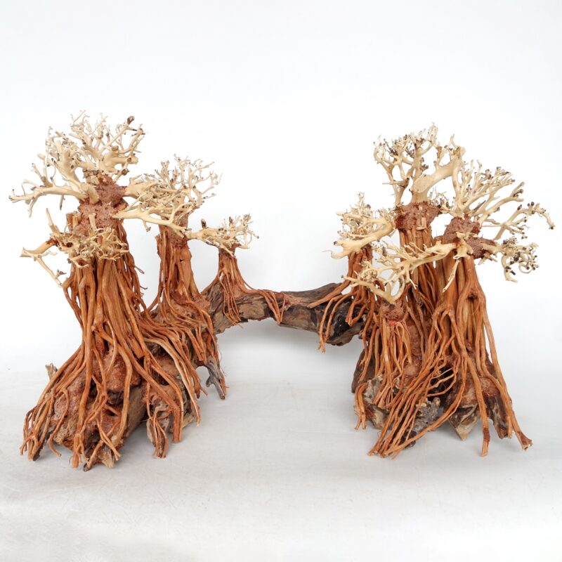 [BOX] Romantic Bridge Bonsai Wood Medium 50×40×30cm