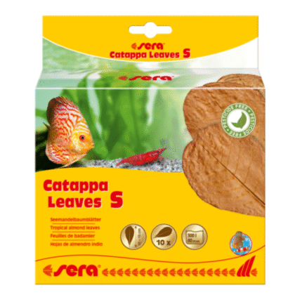 Sera Catappa Leaves (10pcs)[Size - S]