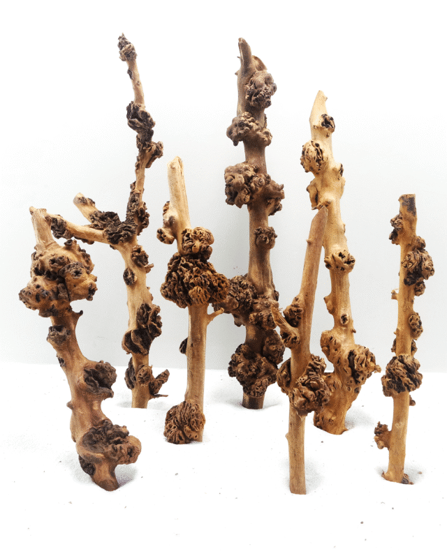[BOX OF 75 PCS] Sava Wood Small 20-30cm
