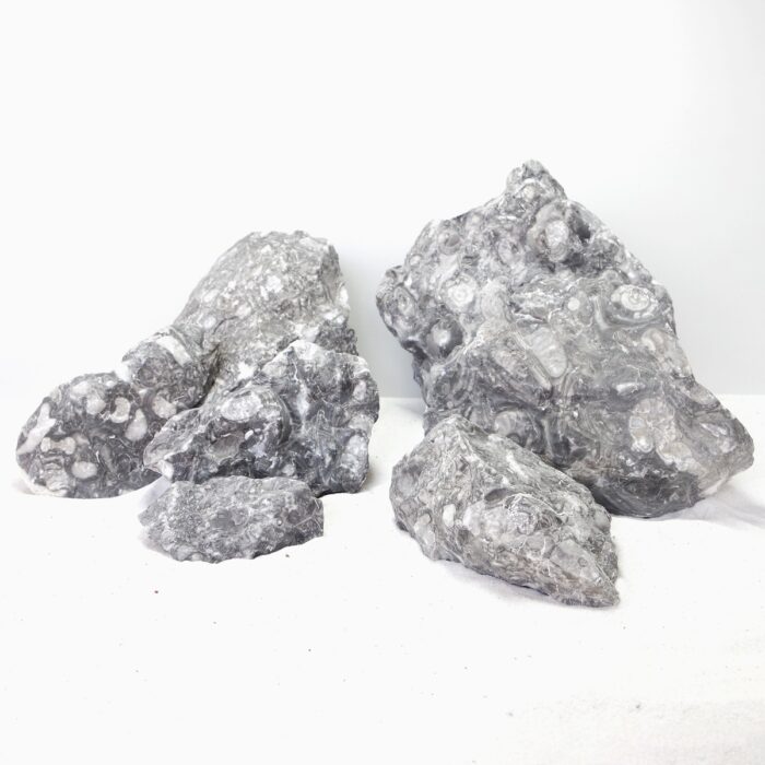 Sunk Jade - Extra Small / 7-10cm approx. 48pcs