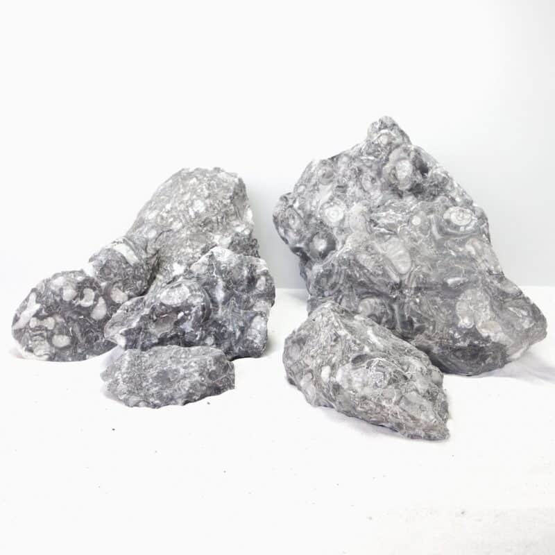 [BOX OF 48 PCS] Sunk Jade Extra Small 7-10cm