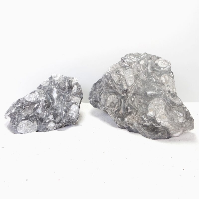 [BOX OF 3 PCS] Sunk Jade Large 23-28cm