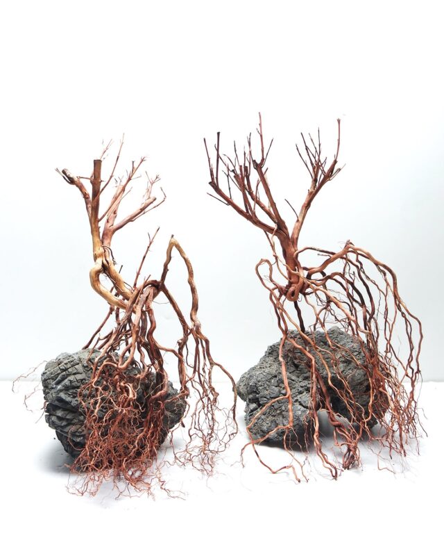 [BOX OF 30 PCS] Whiskers Wood Small 20-30cm