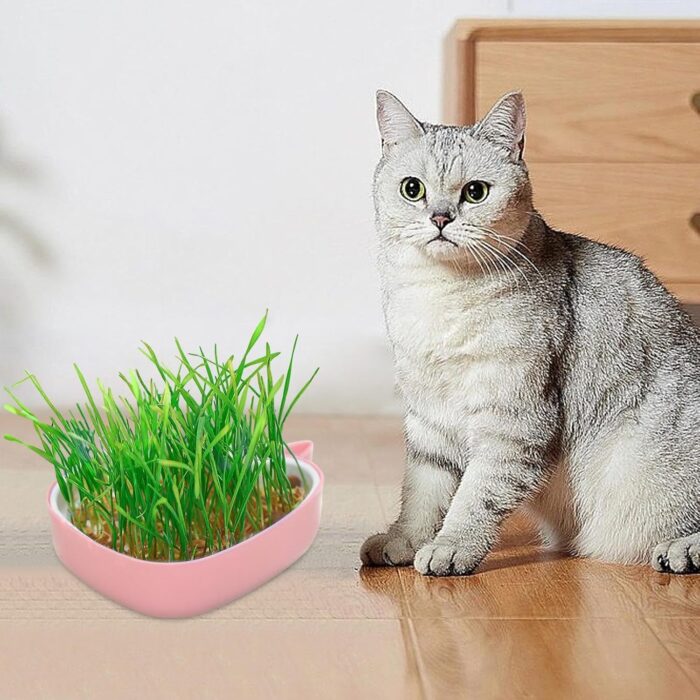 whalepotgrass3 2