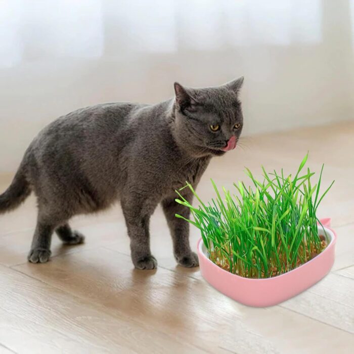 whalepotgrass4 2