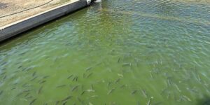 Pond Care UAE – Aeration and Water Quality Equipment