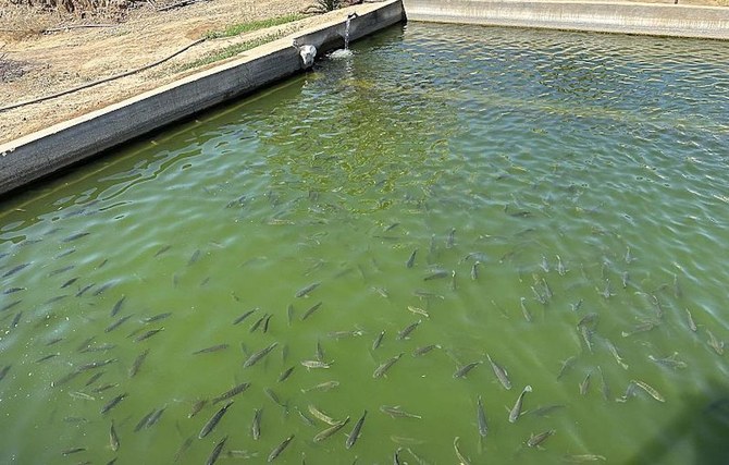 Pond Care UAE – Aeration and Water Quality Equipment