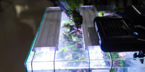 Aquarium Equipment – Everything You Need in the UAE