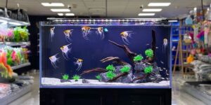 Aquarium Tanks for Sale in the UAE – The Ideal Choice for Your Aquatic Pet e1746403198121