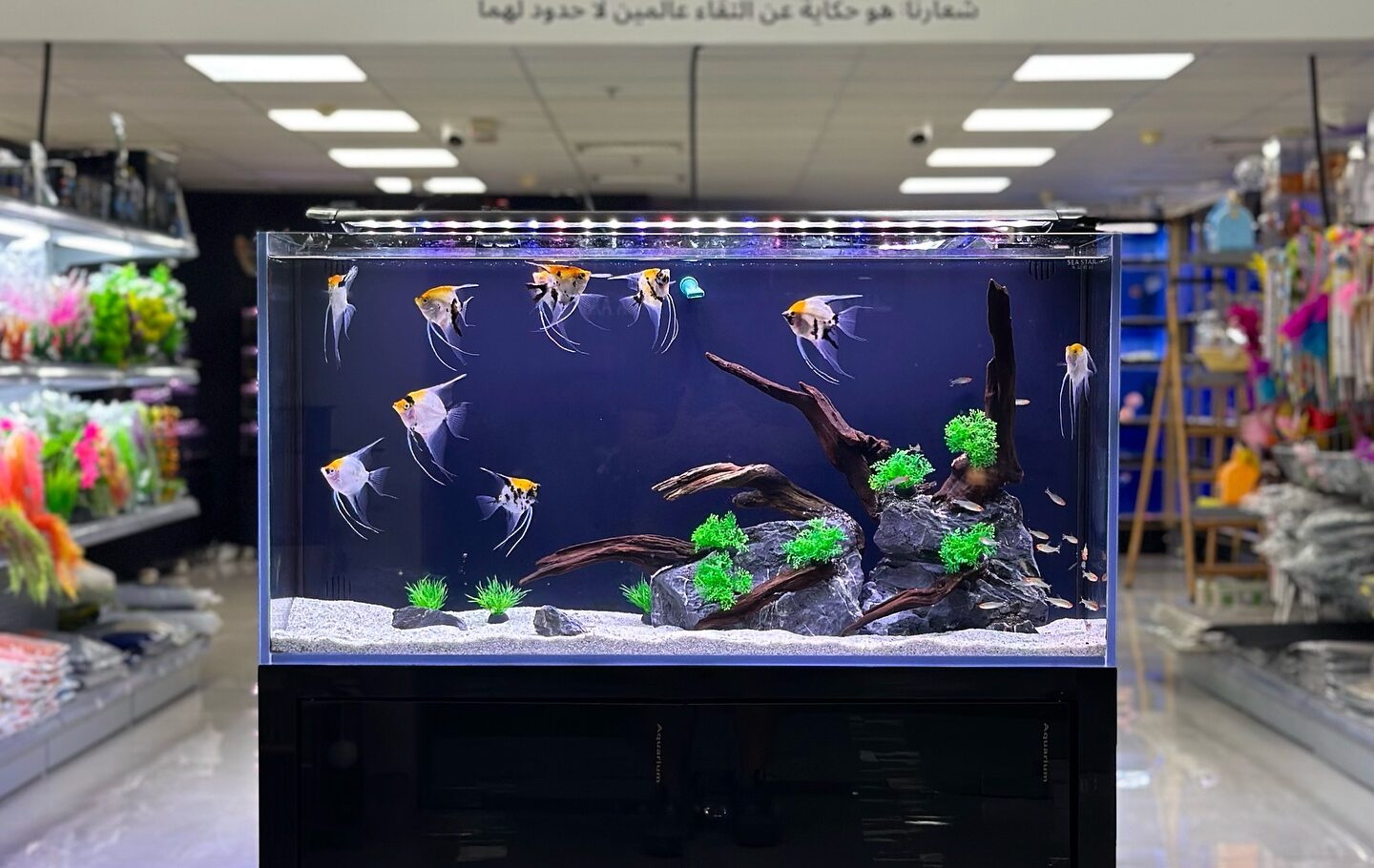 Aquarium Tanks for Sale in the UAE – The Ideal Choice for Your Aquatic Pet e1746403198121