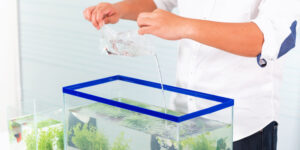 How to Clean and Maintain Aquarium Equipment – Easy Steps