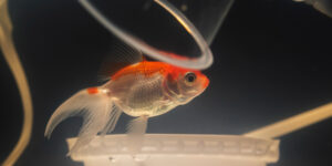 Ornamental Fish in the UAE – A Comprehensive Guide for Aquarium Hobbyists