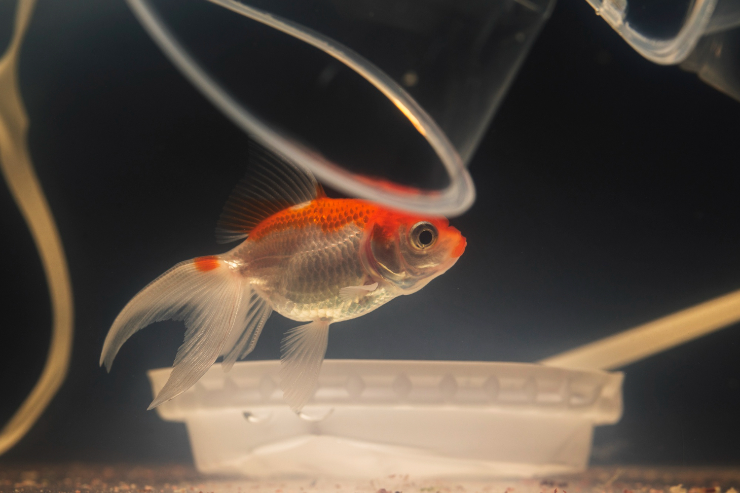 Ornamental Fish in the UAE – A Comprehensive Guide for Aquarium Hobbyists
