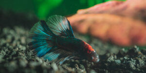River Aquarium Supplies UAE – Quality You Deserve