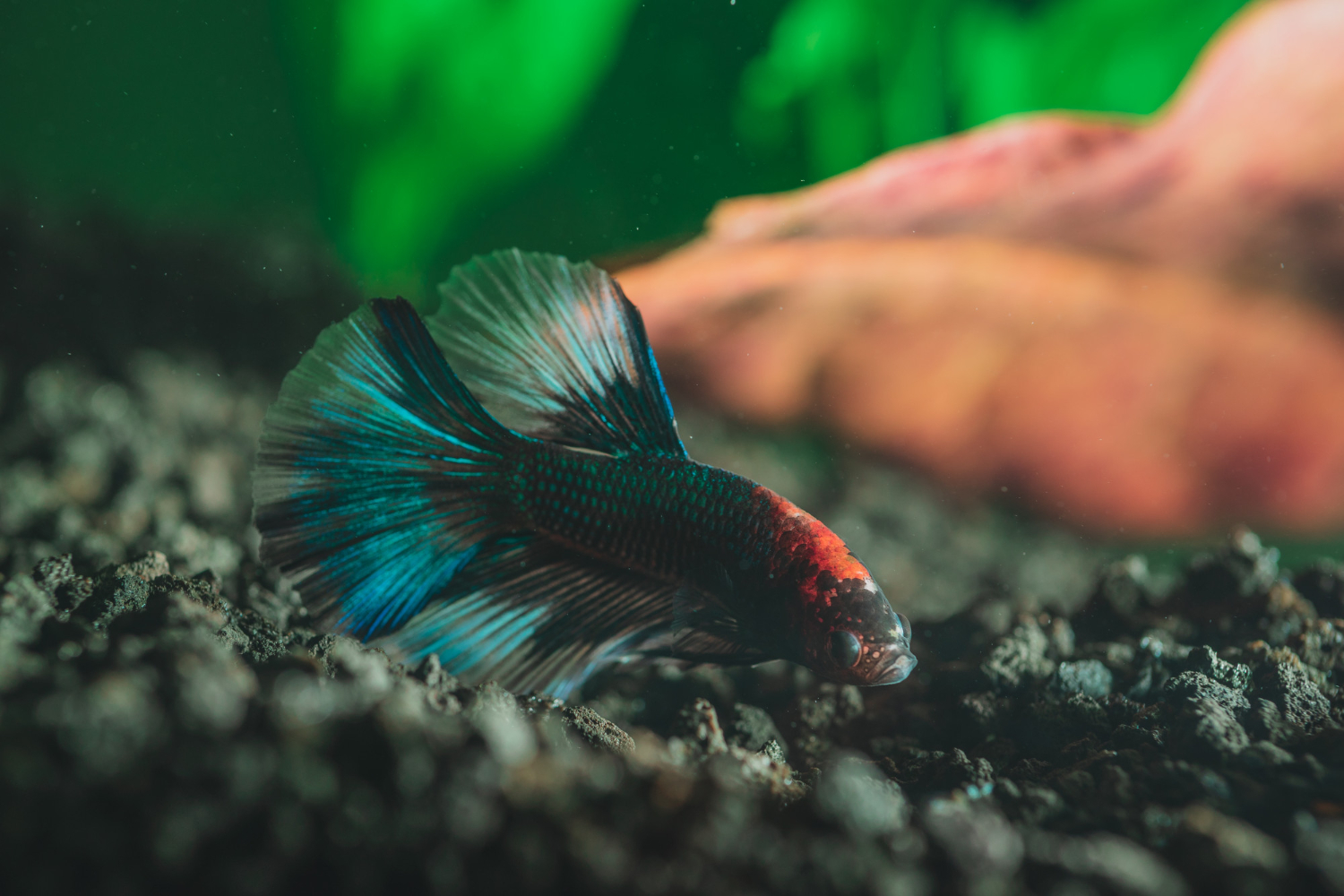 River Aquarium Supplies UAE – Quality You Deserve