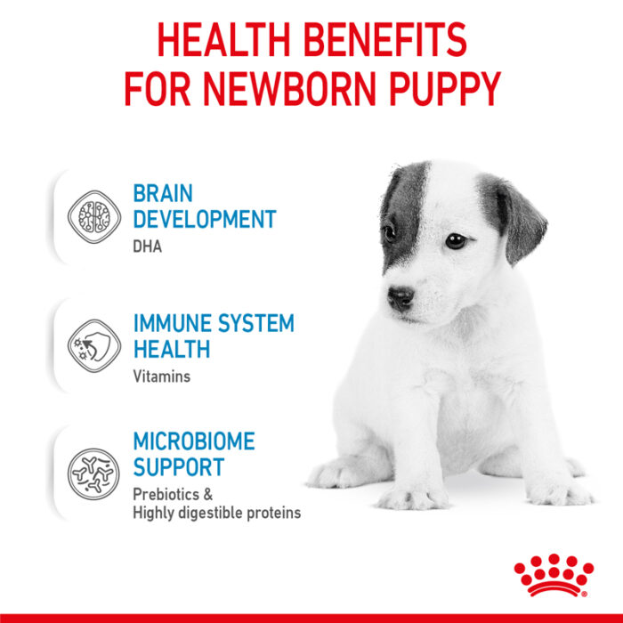 RC Babydog Milk3