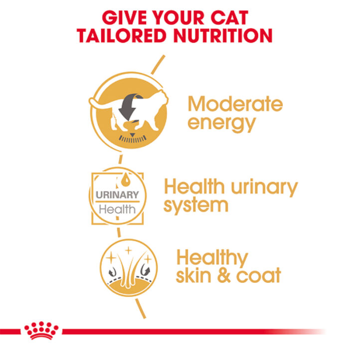 RC British shorthair wet food2