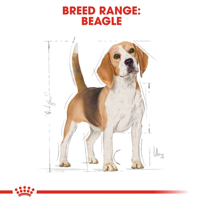 RC beagle dry food2