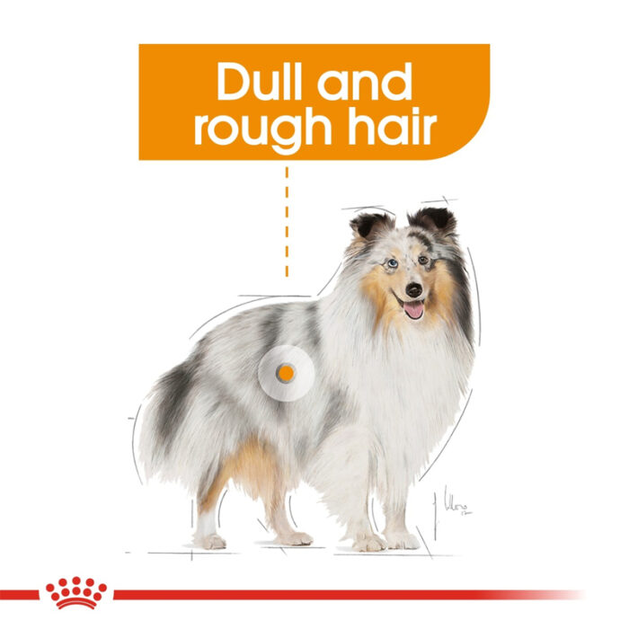 RC coat care dog wet food3