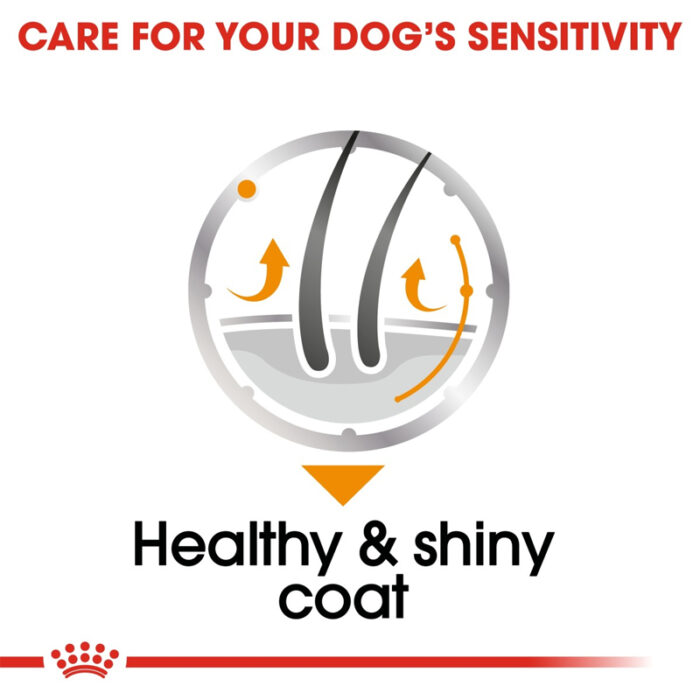 RC coat care dog wet food6