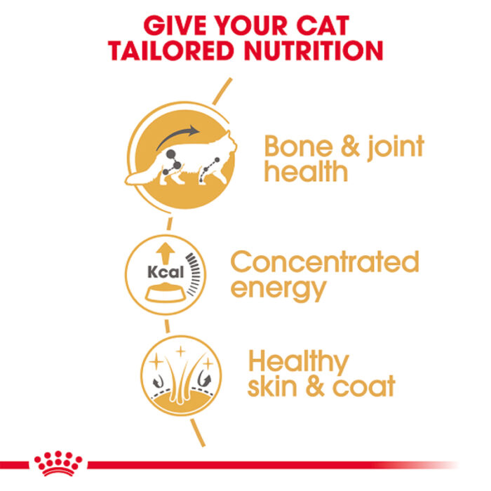 RC maine coon wet food1
