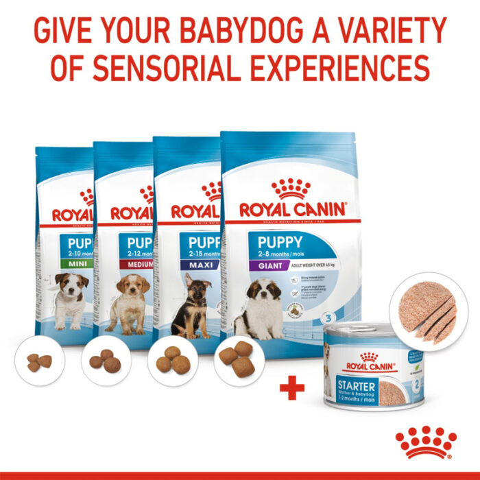 RC starter wet dog food7