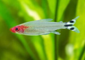 rummy nose tetra fish TaraPet