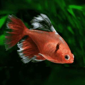 Serpae Tetra Veiltail - Hyphessobrycon serpae sp for sale in UAE | Tarapet Dubai