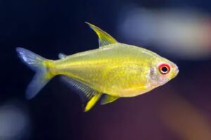 lemon tetra aquarium fish TaraPet