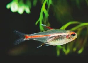 glowlight tetra aquarium fish TaraPet