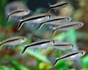 Penguin Tetra - Thayeria boelkea for sale in UAE | Tarapet Dubai