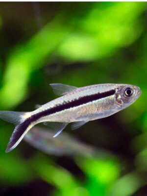 penguin tetra aquarium fish TaraPet