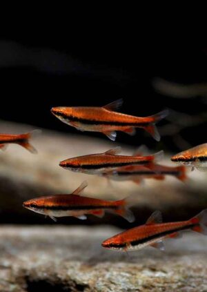 Red Beckford Pencil Tetra - Nannostomus beckfordi for sale in UAE | Tarapet Dubai