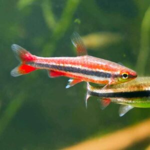 red beckford pencil fish TaraPet