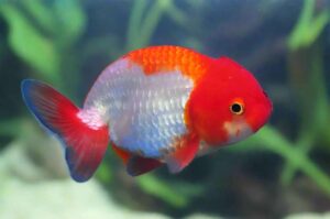 red white ranchu goldfish TaraPet