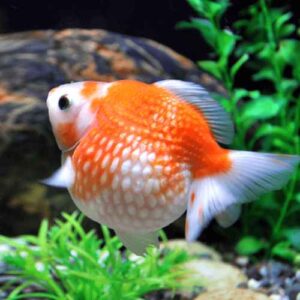 red white pearlscale goldfish TaraPet