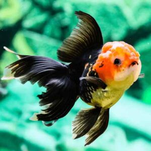 tricolour goldfish aquarium fish TaraPet