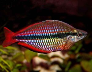 Rainbow Hybrid (Rainbow Parrot) - Melanotaenia trifasciatus for sale in UAE | Tarapet Dubai
